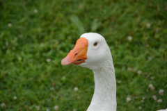 DSC_1745
